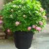 Prosperplast Blumentopf Matuba 59,5X58Cm Anthrazit Online