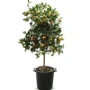 Hortiflora Calamondinbaum Citrus Mitis Calamondin 140-160Cm Best