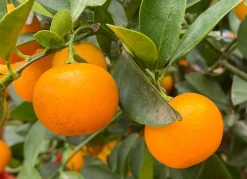 Hortiflora Calamondinbaum Citrus Mitis Calamondin 140-160Cm Best