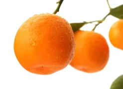 Hortiflora Calamondinbaum Citrus Mitis Calamondin 140-160Cm Best