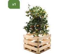 Hortiflora Calamondinbaum Citrus Mitis Calamondin 140-160Cm Best