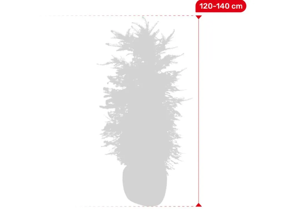 Hortiflora Europaische Eibe Taxus Baccata Heckenpflanze 120-140Cm Online