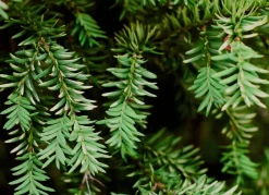 Hortiflora Europaische Eibe Taxus Baccata Heckenpflanze 120-140Cm Online