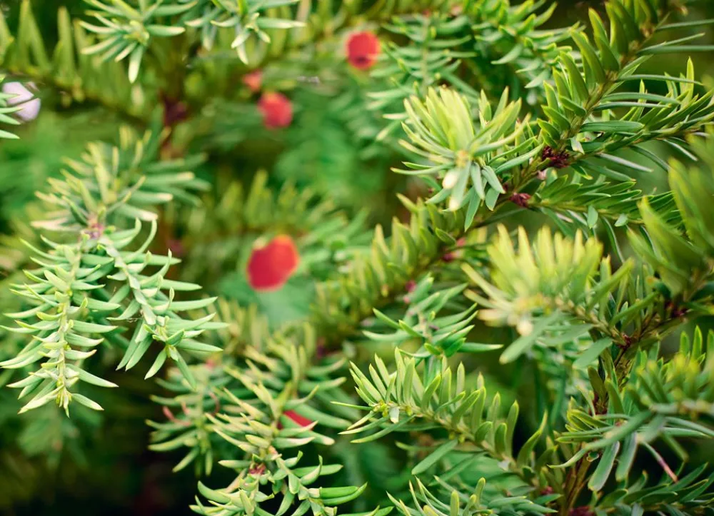 Hortiflora Europaische Eibe Taxus Baccata Heckenpflanze 120-140Cm Online