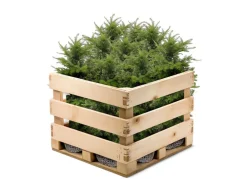 Hortiflora Europaische Eibe Taxus Baccata Heckenpflanze 120-140Cm Online