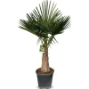 Hortiflora Hanfpalme Trachycarpus Fortunei 190-210Cm Hot