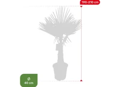 Hortiflora Hanfpalme Trachycarpus Fortunei 190-210Cm Hot