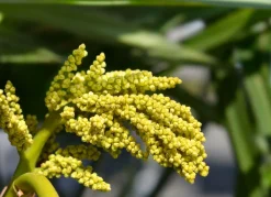Hortiflora Hanfpalme Trachycarpus Fortunei 190-210Cm Hot