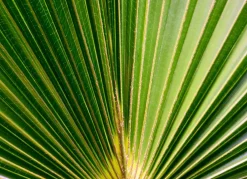 Hortiflora Hanfpalme Trachycarpus Fortunei 190-210Cm Hot