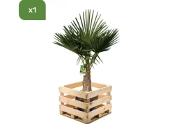 Hortiflora Hanfpalme Trachycarpus Fortunei 190-210Cm Hot