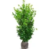 Hortiflora Kirschlorbeer Prunus Laurocerasus Rotundifolia Heckenpflanze 200-225Cm Outlet