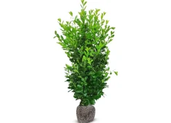 Hortiflora Kirschlorbeer Prunus Laurocerasus Rotundifolia Heckenpflanze 200-225Cm Outlet
