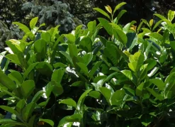 Hortiflora Kirschlorbeer Prunus Laurocerasus Novita Heckenpflanze 200-225Cm Clearance