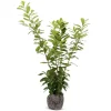 Hortiflora Kirschlorbeer Prunus Laurocerasus Novita Heckenpflanze 175-200Cm Online
