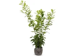 Hortiflora Kirschlorbeer Prunus Laurocerasus Novita Heckenpflanze 175-200Cm Online