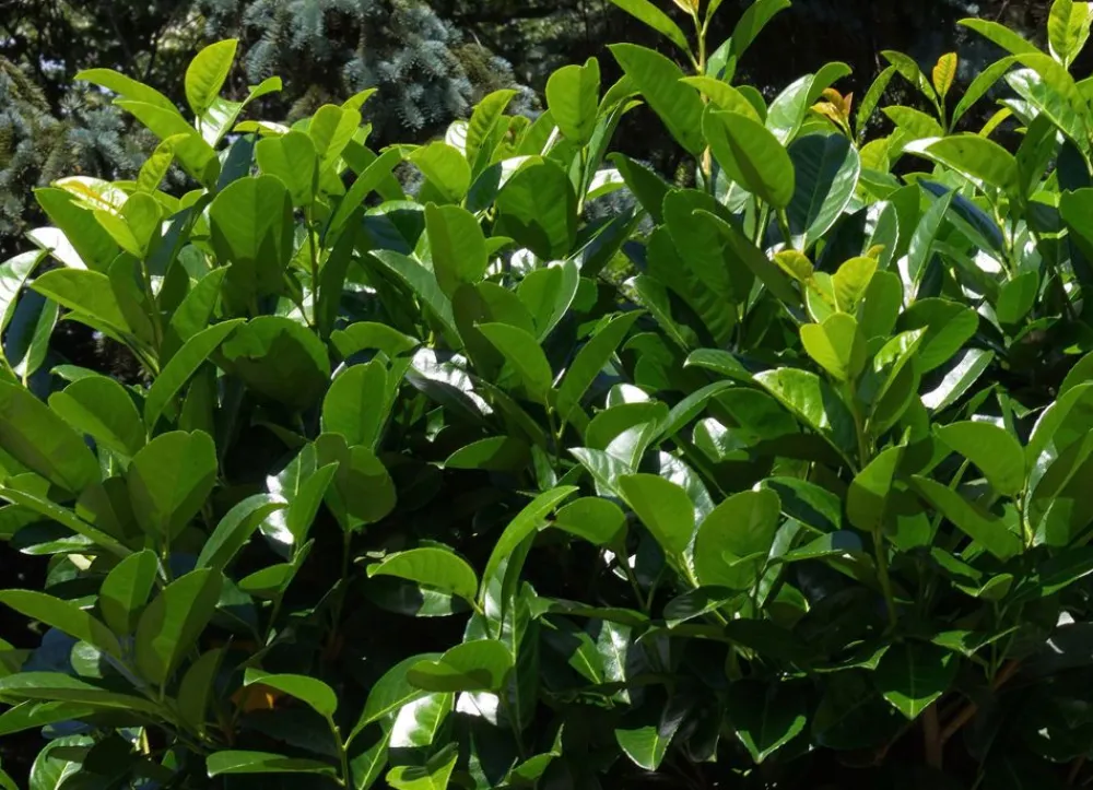 Hortiflora Kirschlorbeer Prunus Laurocerasus Novita Heckenpflanze 175-200Cm Online