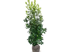 Hortiflora Kirschlorbeer Prunus Laurocerasus Rotundifolia Heckenpflanze 175-200Cm Sale