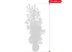 Hortiflora Kirschlorbeer Prunus Laurocerasus Rotundifolia Heckenpflanze 175-200Cm Sale