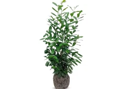 Hortiflora Kirschlorbeer Prunus Laurocerasus Novita Heckenpflanze 150-175Cm Clearance
