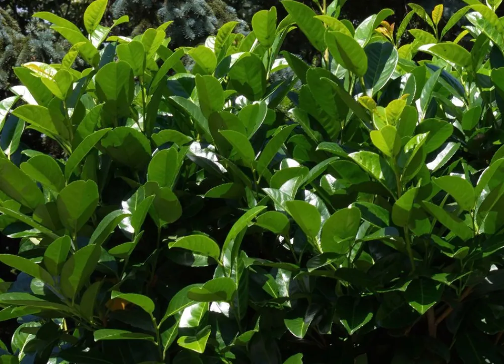 Hortiflora Kirschlorbeer Prunus Laurocerasus Novita Heckenpflanze 150-175Cm Clearance