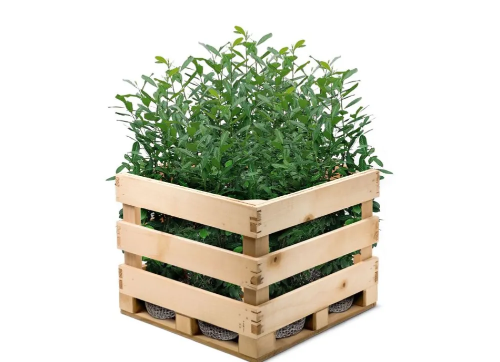 Hortiflora Kirschlorbeer Prunus Laurocerasus Novita Heckenpflanze 150-175Cm Clearance