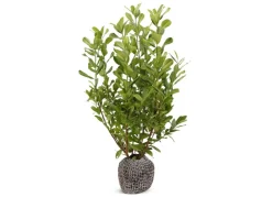 Hortiflora Kirschlorbeer Prunus Laurocerasus Rotundifolia Heckenpflanze 150-175Cm Discount