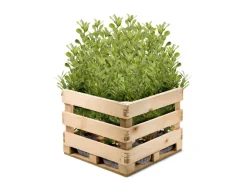 Hortiflora Kirschlorbeer Prunus Laurocerasus Rotundifolia Heckenpflanze 150-175Cm Discount