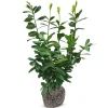 Hortiflora Kirschlorbeer Prunus Laurocerasus Novita Heckenpflanze 125-150Cm New