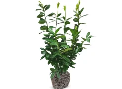 Hortiflora Kirschlorbeer Prunus Laurocerasus Novita Heckenpflanze 125-150Cm New