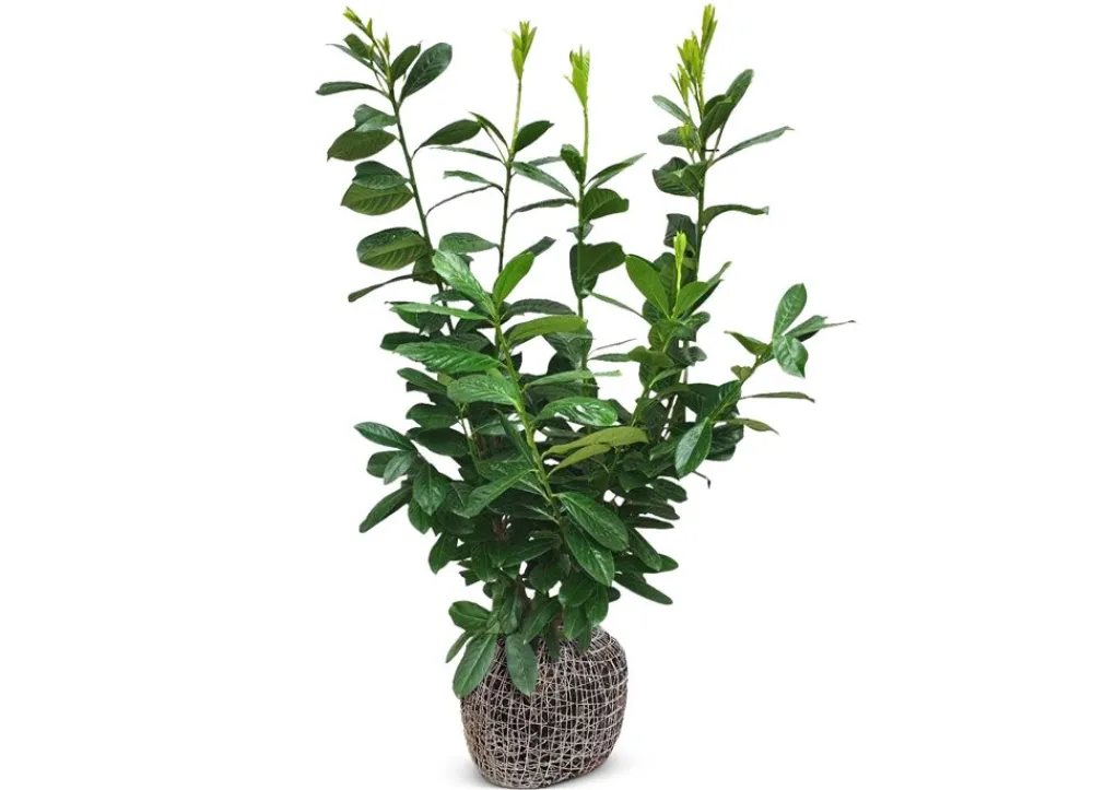 Hortiflora Kirschlorbeer Prunus Laurocerasus Novita Heckenpflanze 125-150Cm New