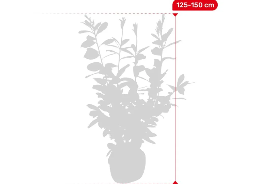 Hortiflora Kirschlorbeer Prunus Laurocerasus Novita Heckenpflanze 125-150Cm New
