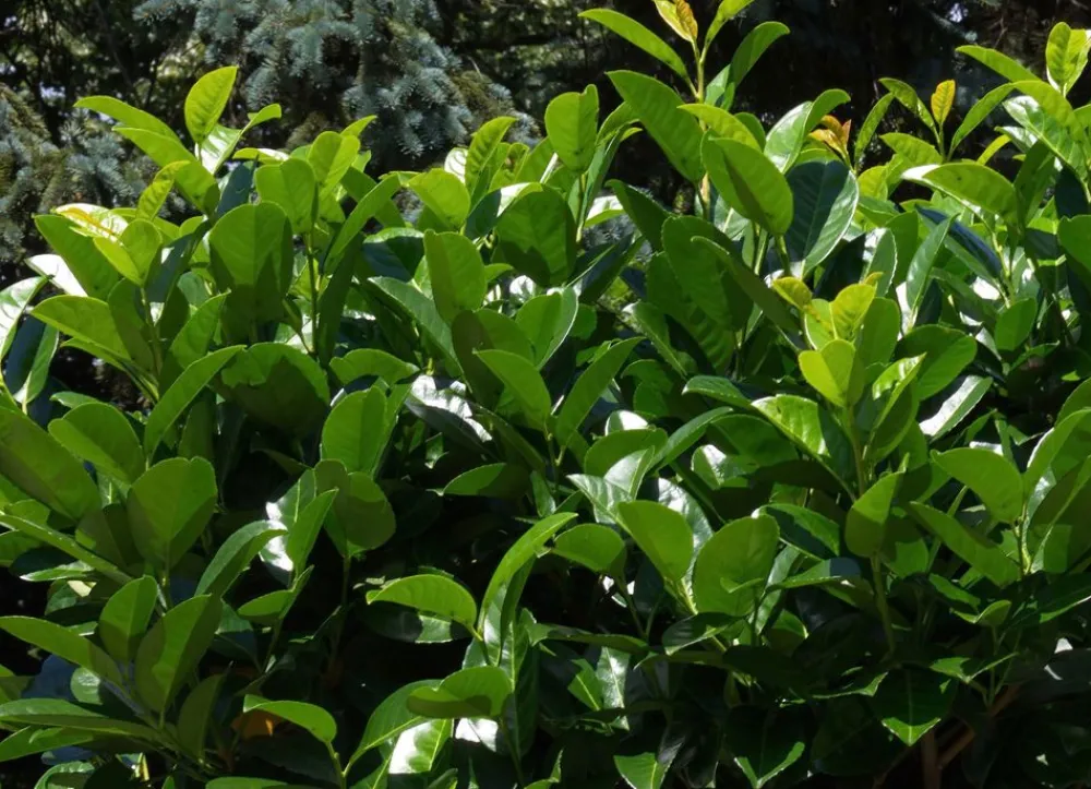 Hortiflora Kirschlorbeer Prunus Laurocerasus Novita Heckenpflanze 125-150Cm New