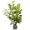 Hortiflora Kirschlorbeer Prunus Laurocerasus Rotundifolia Heckenpflanze 125-150Cm Sale