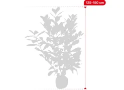 Hortiflora Kirschlorbeer Prunus Laurocerasus Rotundifolia Heckenpflanze 125-150Cm Sale