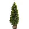 Hortiflora Lebensbaum Thuja Occidentalis Smaragd Heckenpflanze 160-180Cm Online