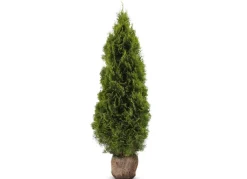 Hortiflora Lebensbaum Thuja Occidentalis Smaragd Heckenpflanze 160-180Cm Online