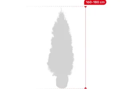 Hortiflora Lebensbaum Thuja Occidentalis Smaragd Heckenpflanze 160-180Cm Online