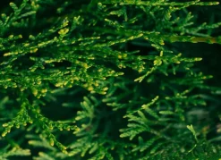 Hortiflora Lebensbaum Thuja Occidentalis Smaragd Heckenpflanze 160-180Cm Online