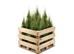 Hortiflora Lebensbaum Thuja Occidentalis Smaragd Heckenpflanze 160-180Cm Online