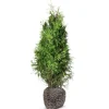 Hortiflora Lebensbaum Thuja Occidentalis Brabant Heckenpflanze 180-200Cm Hot