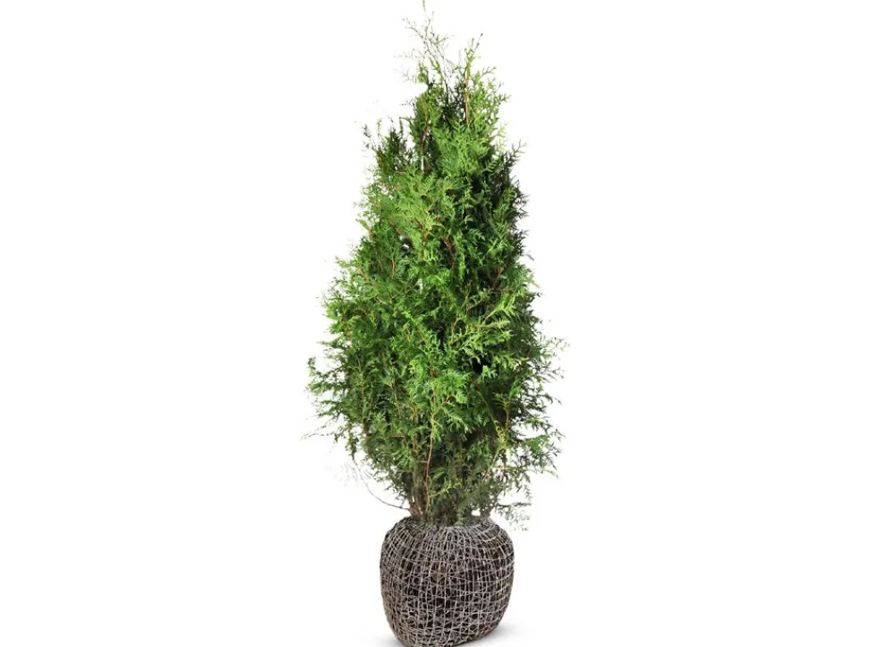 Hortiflora Lebensbaum Thuja Occidentalis Brabant Heckenpflanze 180-200Cm Hot