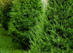 Hortiflora Lebensbaum Thuja Occidentalis Brabant Heckenpflanze 180-200Cm Hot