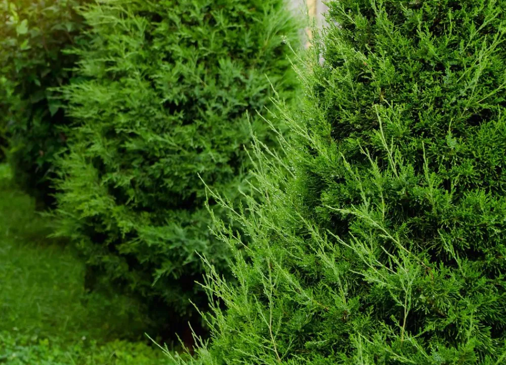 Hortiflora Lebensbaum Thuja Occidentalis Brabant Heckenpflanze 180-200Cm Hot