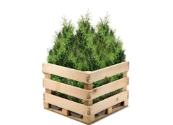 Hortiflora Lebensbaum Thuja Occidentalis Brabant Heckenpflanze 180-200Cm Hot
