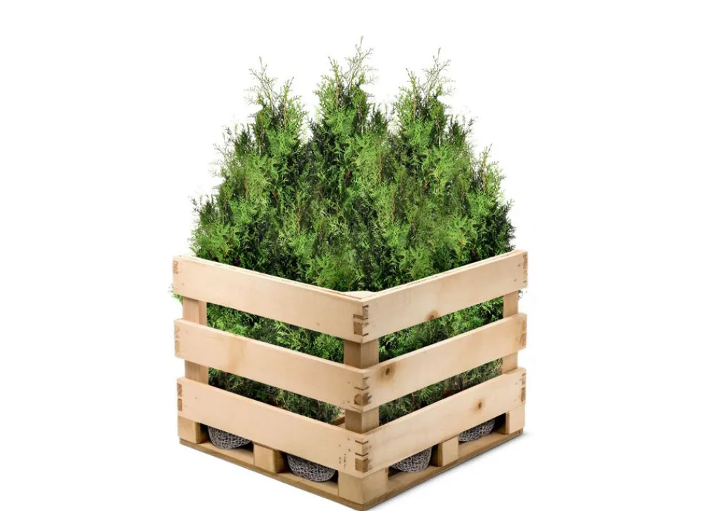 Hortiflora Lebensbaum Thuja Occidentalis Brabant Heckenpflanze 180-200Cm Hot