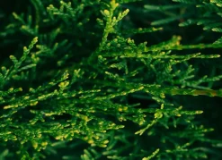 Hortiflora Lebensbaum Thuja Occidentalis Smaragd Heckenpflanze 180-200Cm New