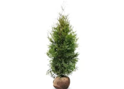 Hortiflora Lebensbaum Thuja Occidentalis Brabant Heckenpflanze 160-180Cm