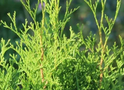 Hortiflora Lebensbaum Thuja Occidentalis Brabant Heckenpflanze 160-180Cm