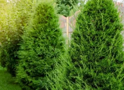 Hortiflora Lebensbaum Thuja Occidentalis Brabant Heckenpflanze 160-180Cm
