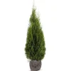Hortiflora Lebensbaum Thuja Occidentalis Smaragd Heckenpflanze 140-160Cm